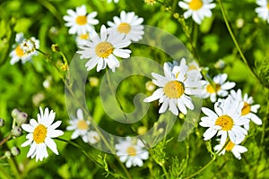 Chamomile flower with green background. Macro shot about a white chamomile flower with green background in the garden