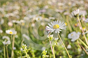 Chamomile flower among green grass on a sunny summer day.