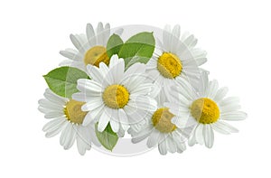 Chamomile flower group leaves isolated on white