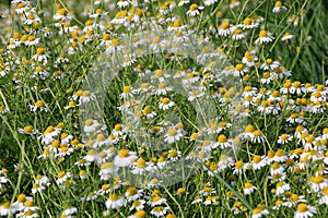Chamomile flower grow in the garden. Camomile in the nature
