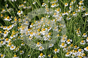 Chamomile flower grow in the garden. Camomile in the nature