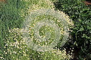 Chamomile flower grow in the garden. Camomile in the nature