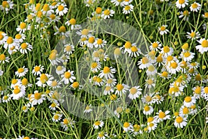 Chamomile flower grow in the garden. Camomile in the nature