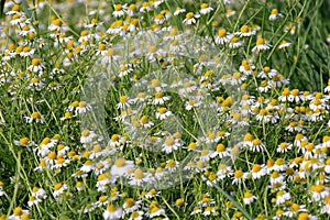 Chamomile flower grow in the garden. Camomile in the nature