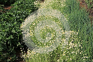 Chamomile flower grow in the garden. Camomile in the nature