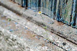 Chamomile flower growing on the foundation of a house, soft focus, empty text. Flowers grow on the stone. Love of life