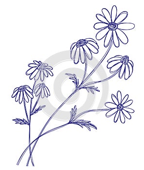 Chamomile flower. Hand drawn floral vector illustration. Pen or marker sketch. Hand drawn pencil drawing