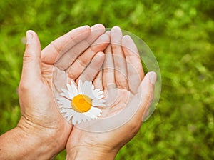 A chamomile flower in hands, care and ecolgy concept