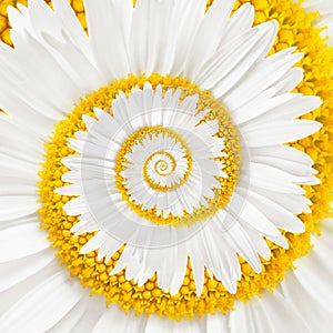Chamomile flower infinity spiral photo