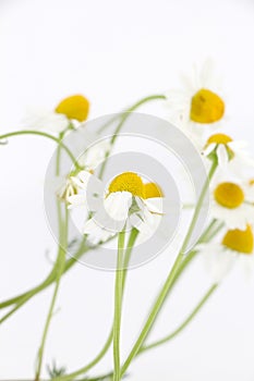 Chamomile flower isolated on white background