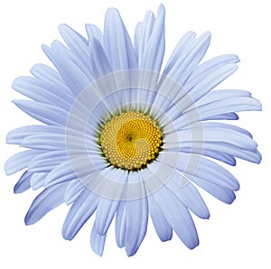 Chamomile flower isolated on white background. Close-up. For design.