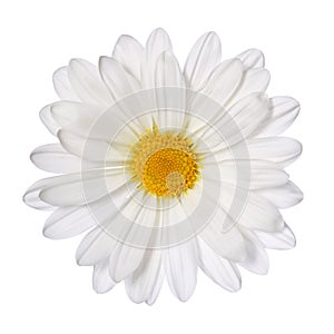 Chamomile flower isolated on white. Daisy.