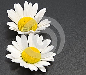 Chamomile flower isolated on white. Daisy