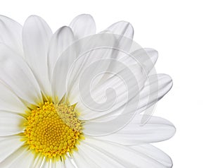 Chamomile flower isolated on white. Daisy.