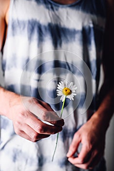 chamomile flower in male hands