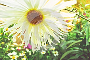 Chamomile flower of medical chamomille for alternative medicine