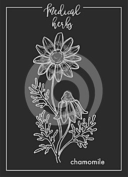 Chamomile flower medical herb sketch botanical design icon for medicinal herb or phytotherapy herbal tea infusion