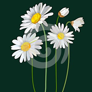Chamomile flower mint leaves composition isolated on green background