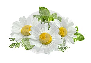 Chamomile flower mint leaves composition isolated on white