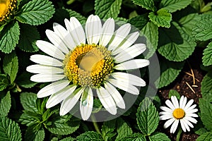 Chamomile flower mint leaves composition  on white