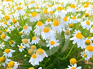 Chamomile flower in nature