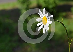 Chamomile flower in the park