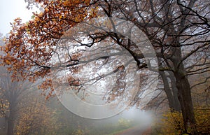 Chamomile flower after rainfairy forest fog nature tree