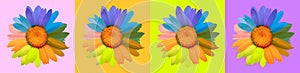 Chamomile flower. Saturated Color background