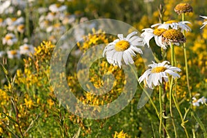 Chamomile flower and St. John's wort, hypericum perforatum close-up on a meadow. Flowers background.