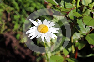 Chamomile flower in a summer garden on a green background