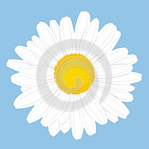 Chamomile flower. Top view. Isolated on blue background. Vector illustration