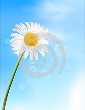 Chamomile flower. Vector