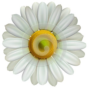 Chamomile flower, vector Eps10 illustration