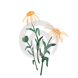 Chamomile flower vector illustration isolated on white background in modern simple style