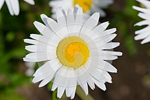 Chamomile flower with yellow pollen