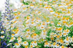 Chamomile .Flowerbed with wildflowers in a natural style. Piet Oudolf flower beds.White and purple wildflowers.Summer