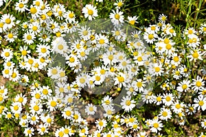 Chamomile flowering in Spring - Summer Field, Camomile - Matricaria chamomilla - in Nature, natural Herbs