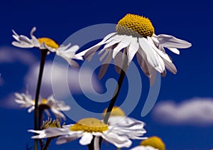 Chamomile Flowers