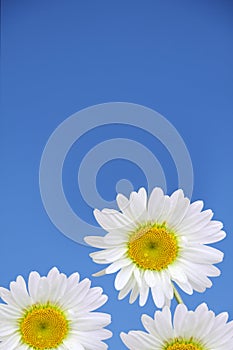 Chamomile Flowers