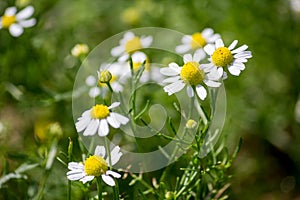 Chamomile flowers