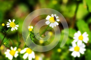 Chamomile flowers