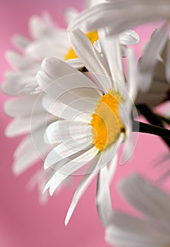 Chamomile flowers