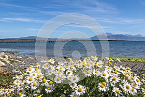 Chamomile Flowers and Almirante Montt Gulf in Patagonia - Puerto Natales, Magallanes Region, Chile photo