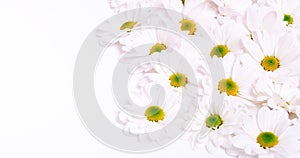 Chamomile flowers arranged on the left side