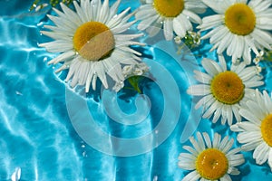 Chamomile flowers on a background of blue water. Top view, flat lay