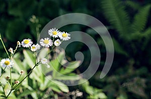 Chamomile flowers on a background of green grass