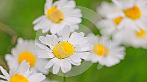 Chamomile flowers on a background of green grass swaying in the wind