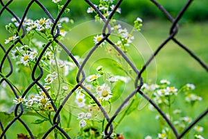 Chamomile flowers behind metal mesh fence.