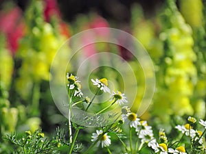 Chamomile flowers blooming in flower garden