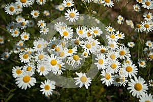 Chamomile Flowers Blooming On Meadow In Sunny Day In Summer